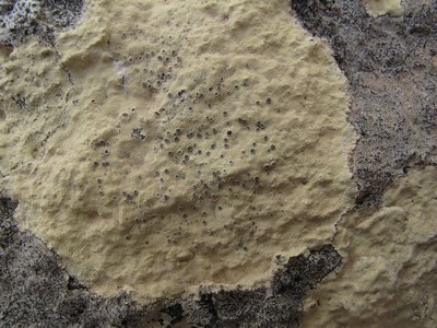 [Lecanora (YellowImmers)]